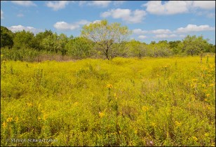 field-of-broomweed-and-goldenrod-flowering-4177
